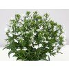 2286 lobelka drobna curacao compact white