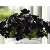 2319 petunie poloprevisla crazytunia black mamba