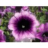 Petúnie převislá AlpeTunia® Blueberry | Petunia cultivars