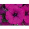 2331 petunie previsla alpetunia dark purple