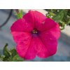 Petúnie převislá AlpeTunia® Hot Pink | Petunia cultivars