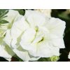 Petúnie polopřevislá SweetSunshine® Pearl | Petunia cultivars