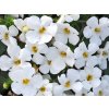 Bacopa velkokvětá Falls Summer White '13 | Sutera grandiflora