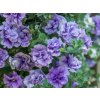 Petúnie polopřevislá Tumbelina® Priscilla | Petunia cultivars