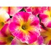 Petúnie polopřevislá Crazytunia Peach Bellini | Petunia cultivars