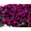 2493 petunie poloprevisla crazytunia cosmic purple