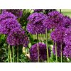 Česnek aflatunský - 1 ks v květináči | Allium aflatuense 'Purple Sensation'