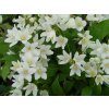 Trojpuk něžný 'Nikko' | Deutzia gracilis ´Nikko´