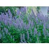 2895 agastache blue fortune