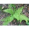 Papratka samičí | Athyrium filix-femina