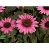 Třapatka nachová 'Meditation Pink' | Echinacea purpurea 'Meditation Pink'