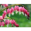 3507 srdcovka nadherna dicentra spectabilis