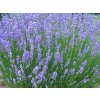 3606 levandule prostredni grosso