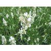 3705 lavandula white