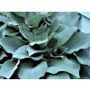 3747 hosta blue angel