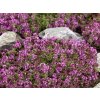 Mateřídouška úzkolistá 'Magic Carpet' | Thymus serpyllum 'Magic Carpet'