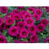 3846 milionovy zvonek neo purple calibrachoa hybrida