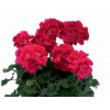 3864 pelargonium moonlight rubylee