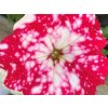 Petúnie převislá sel® Famous Cherry Sky | Petunia cultivars sel® Famous Cherry Sky