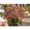 Rozchodník nachový 'Herbstfreude' | Sedum telephium 'Herbstfreude'