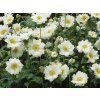 3981 sasanka whirlwind