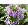 Scaevola Farol Blue