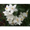 Solanum jasminoides1