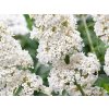 4059 buddleja davidii white profusion