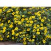 Vitálka položená Picadoro 'Yellow Early' | Sanvitalia procumbens