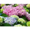 4125 hydrangea bailmer