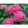 Hydrangea macrophylla 'Masja'