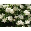 4170 philadelphus belle etoile