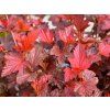 4176 physocarpus opulifolius schuch