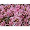 4194 viburnum bodnantense dawn