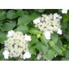 4197 hydrangea petiolaris cordifolia