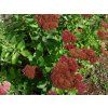 4215 sedum munstead dark red