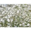 4257 gypsophylla panniculata