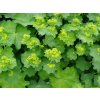 4338 alchemilla mollis