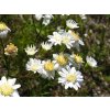 Aster ptarmicoides