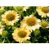 4389 echinacea med lime