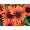 4392 echinacea med orange