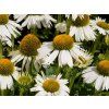 4395 echinacea med white