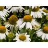 Echinacea med white
