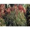 4401 miscanthus sinensis david