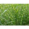 4407 miscanthus sinensis zebrinus