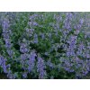 4425 nepeta six hills giant