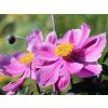 4428 anemone prinz heinrich
