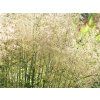 4437 deschampsia caespitosa