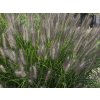 4446 pennisetum moundry