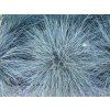 4464 festuca elijah blue